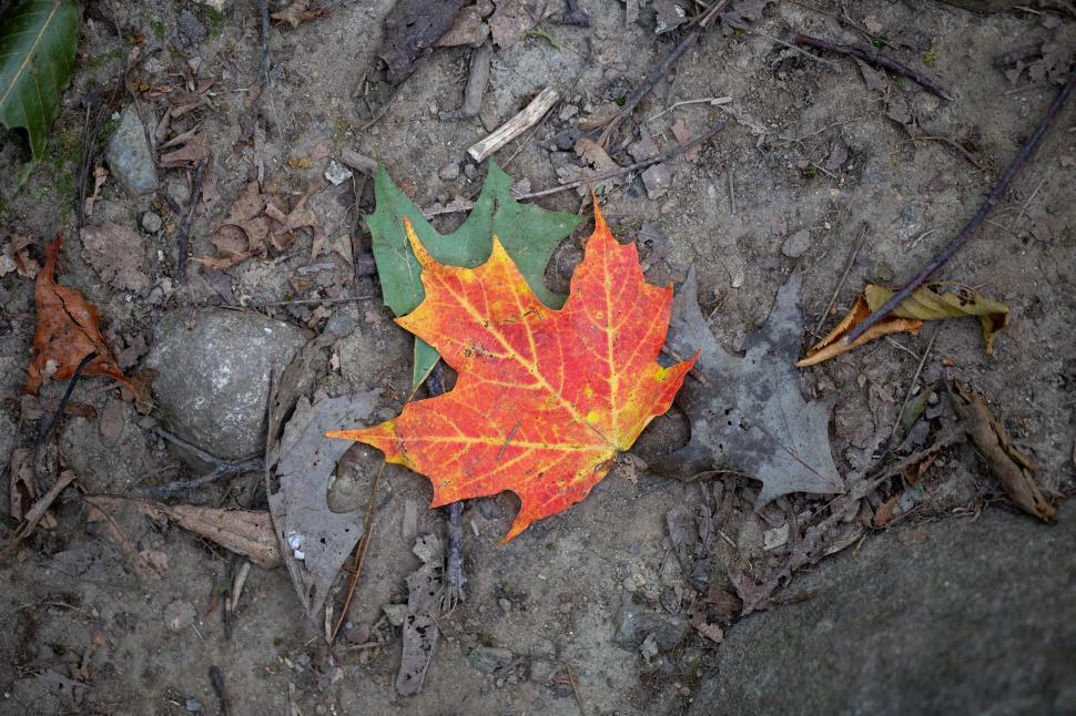 Free Image of A leaf on the ground 
