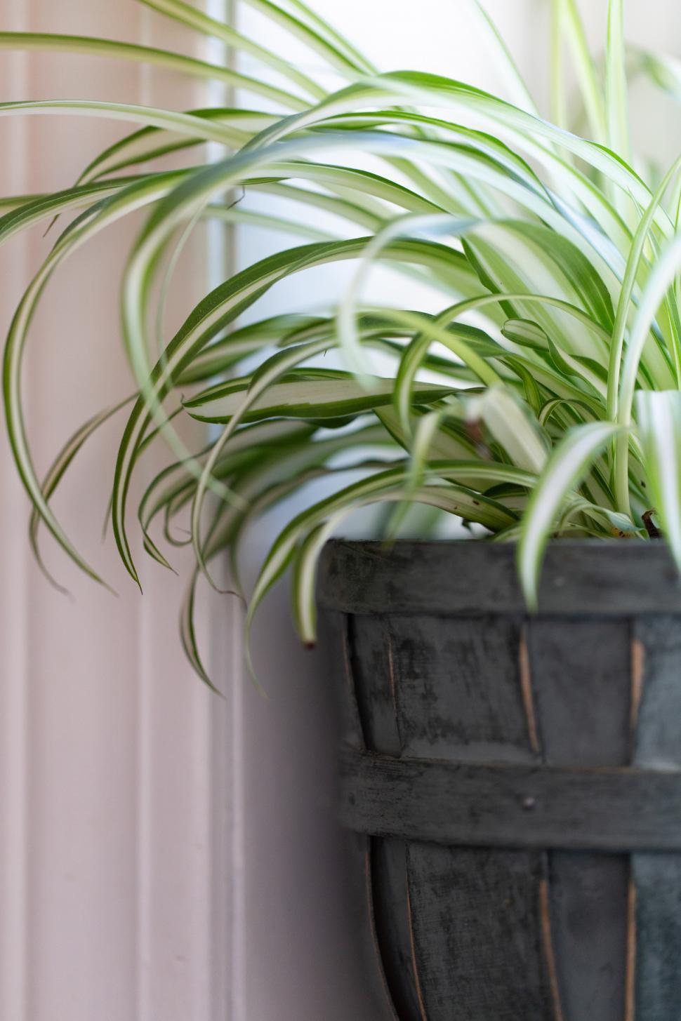 Free Image of A plant in a pot 