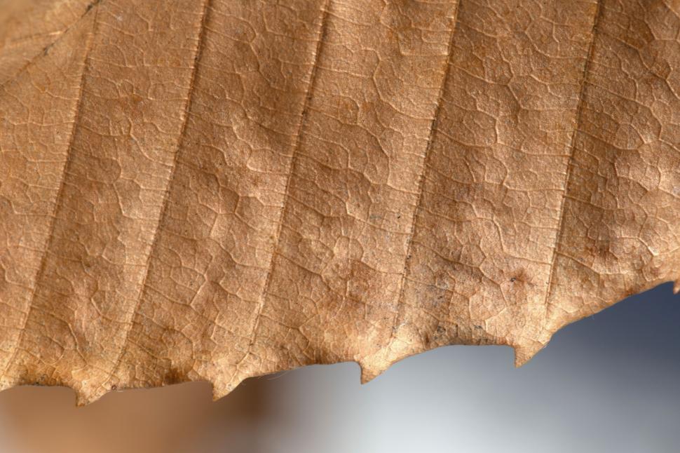 Free Image of Close up of a brown leaf 