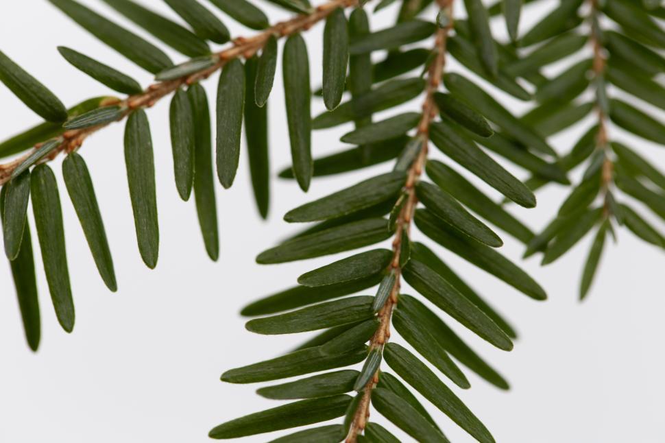Free Image of A close up of a branch 