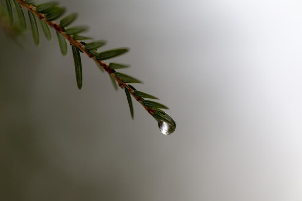 Free Image of A water droplet on a branch 