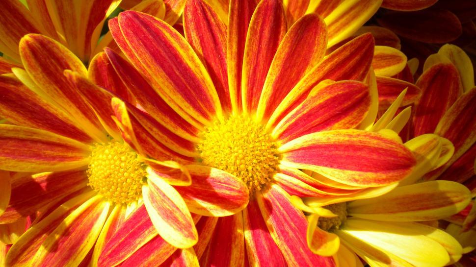 Free Image of red and yellow blooms 