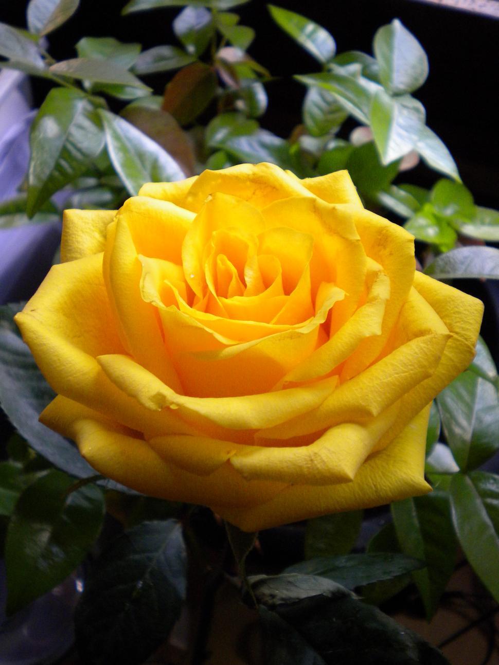 Free Image of Close Up of a Yellow Rose in a Garden 