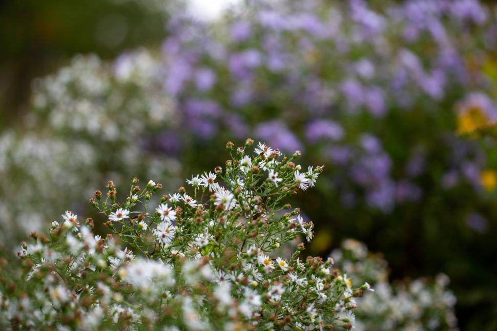 Free Image of A close up of a bush of flowers 