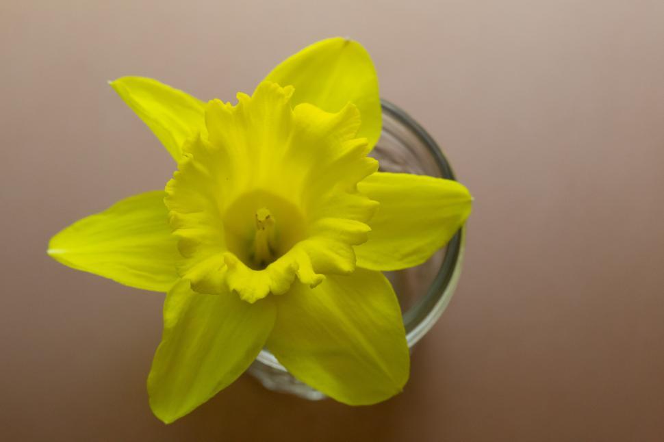 Free Image of A yellow flower in a glass jar 