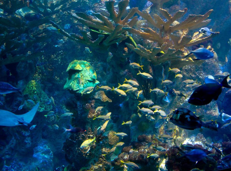 Free Image of Diverse Fish Species in Large Aquarium 
