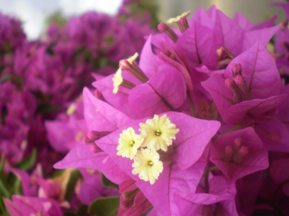 Free Image of Cluster of Purple Flowers With Yellow Centers 