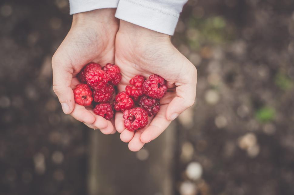 Free Image of A person holding raspberries 