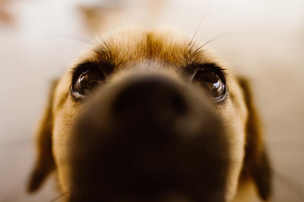 Free Image of Close up of a dog s face 