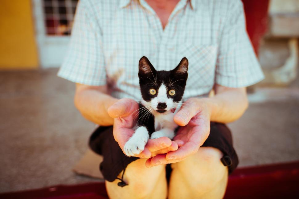 Free Image of A person holding a kitten 