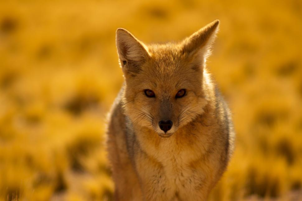 Free Image of A fox standing in a field 
