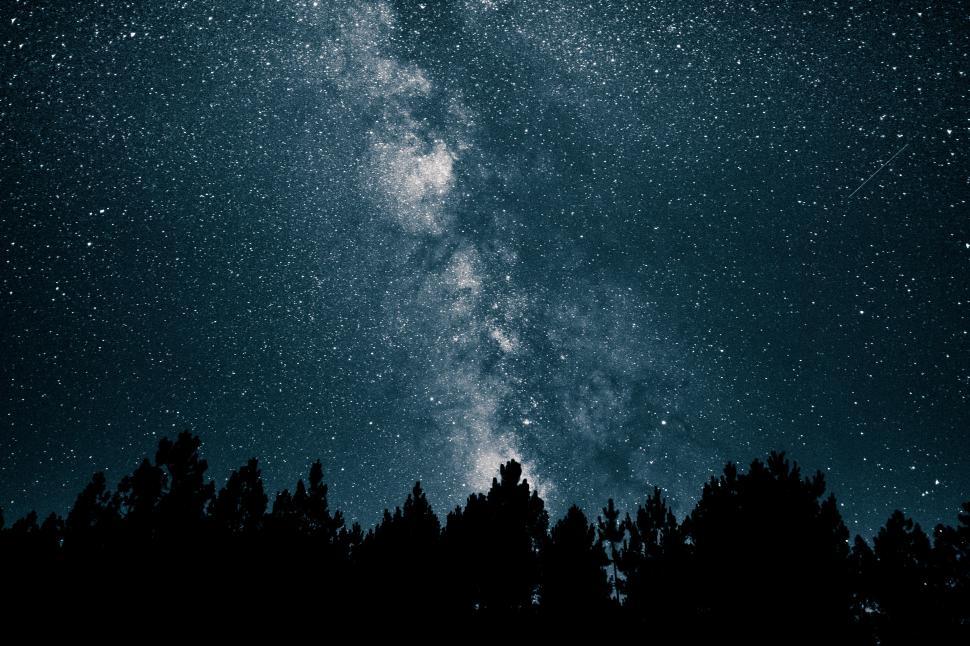 Free Image of A silhouette of trees at night 
