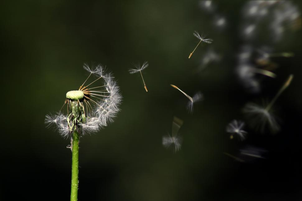 Free Image of A dandelion seed head with seeds flying away 