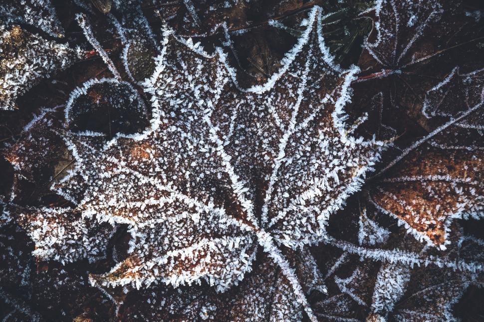 Free Image of A frosted leaf on ground 