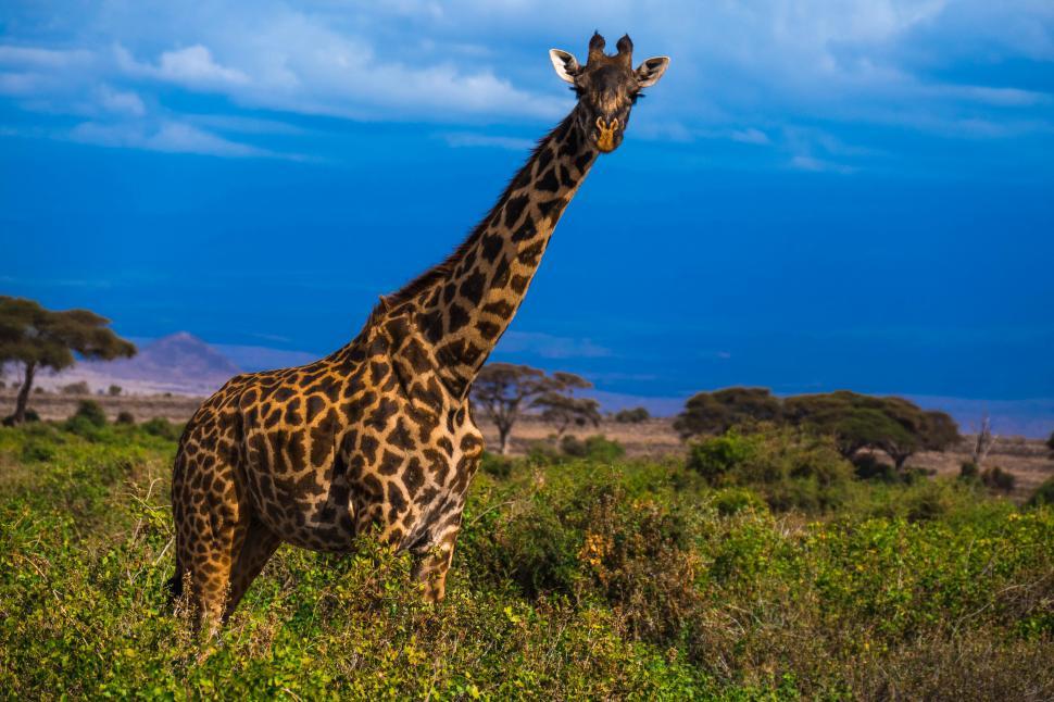 Free Image of A giraffe standing in a grassy field 