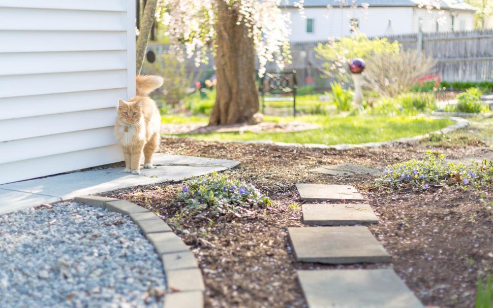 Free Image of A cat standing outside of a house 