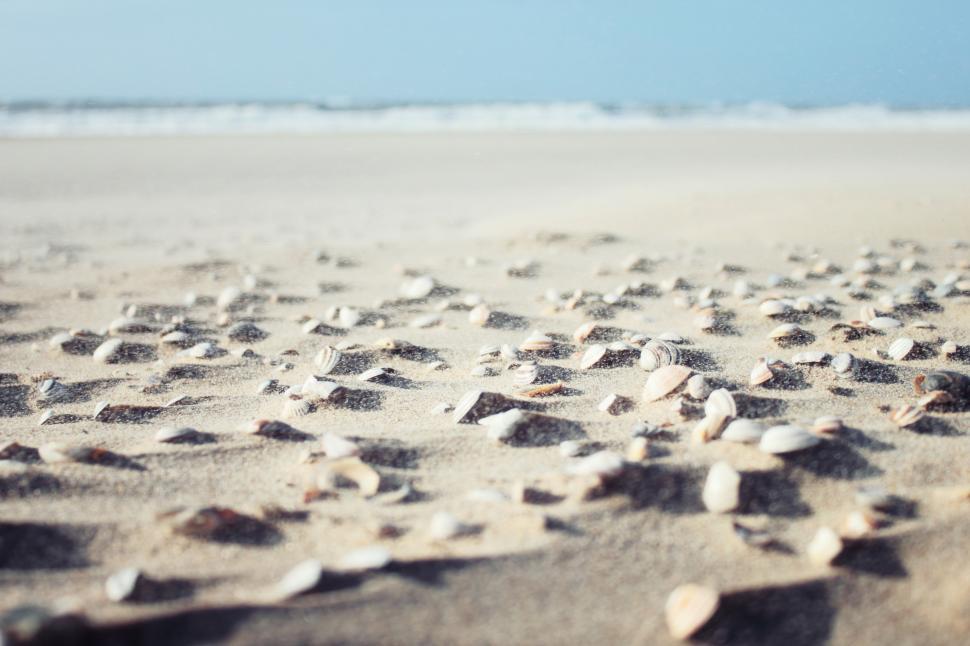 Free Image of A close up of shells on sand 