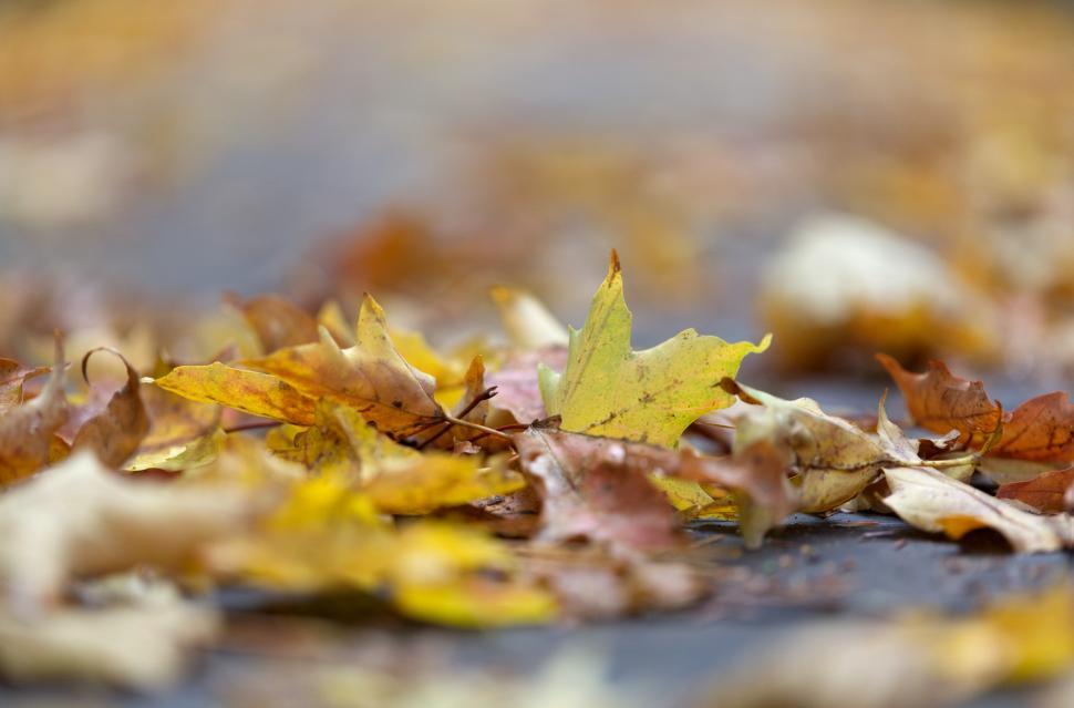 Free Image of A pile of leaves on the ground 