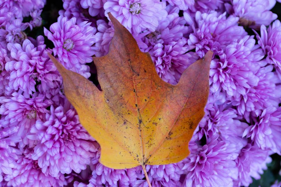 Free Image of A yellow leaf on purple flowers 