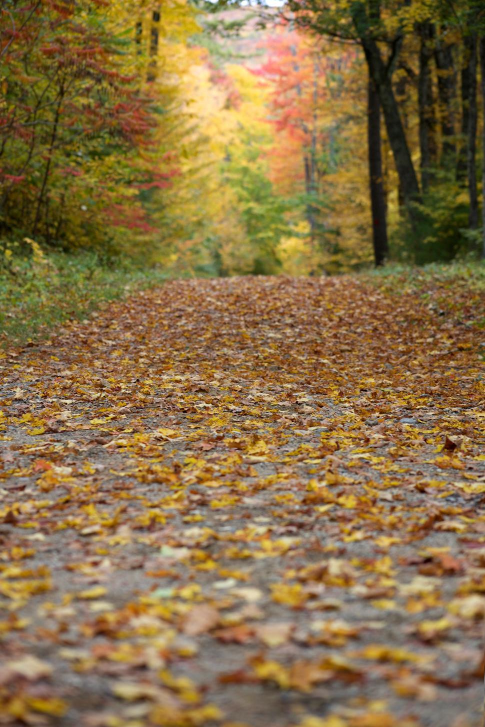 Free Image of A path with leaves on it 