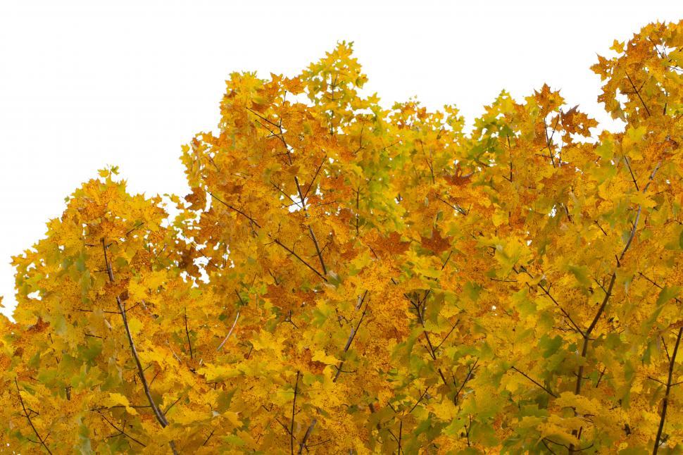 Free Image of A tree with yellow leaves 