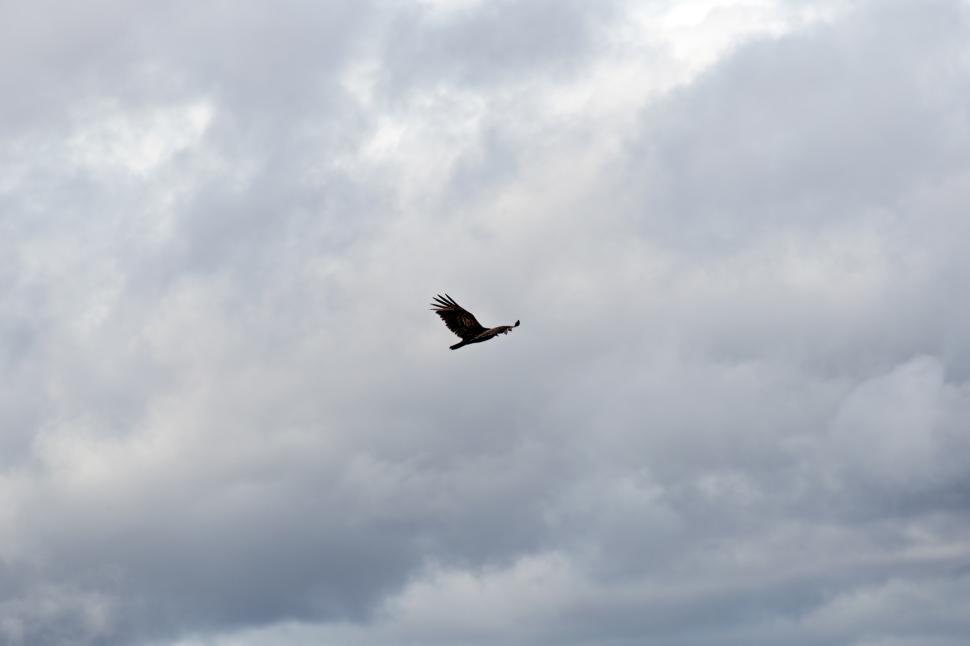 Free Image of A bird flying in the sky with clouds 