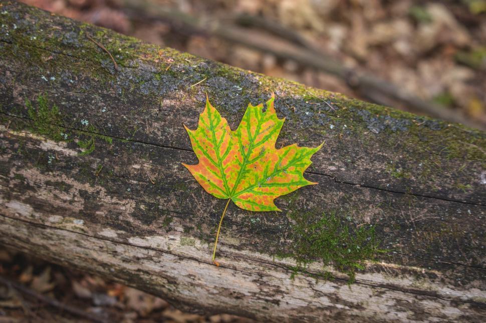 Free Image of A leaf on a log 