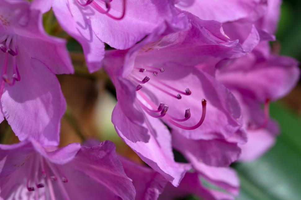 Free Image of A close up of purple flowers 