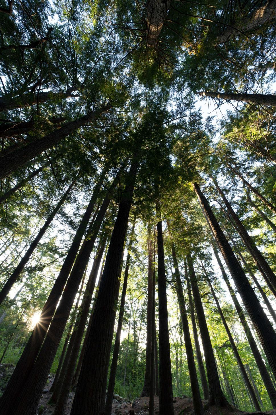 Free Image of Looking up view of tall trees 