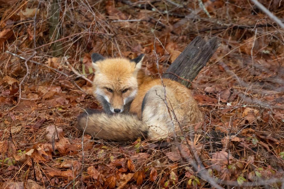 Free Image of A fox lying in the leaves 