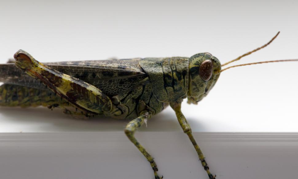 Free Image of A close up of a grasshopper 