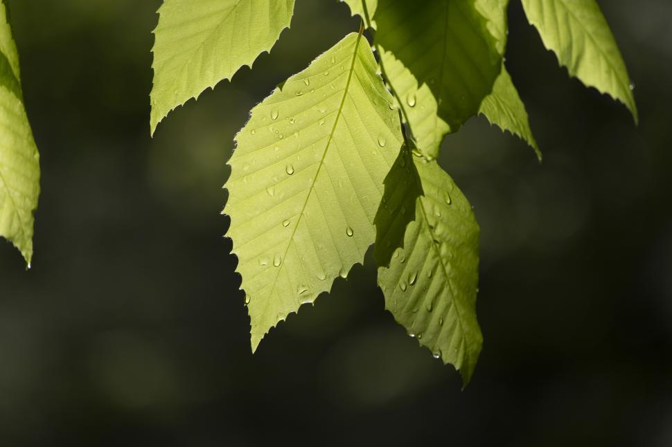 Free Image of A close up of leaves 