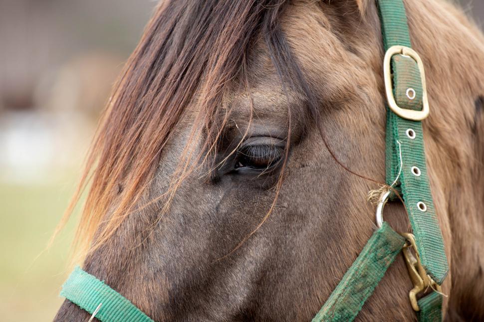 Free Image of A close up of a horse s face 
