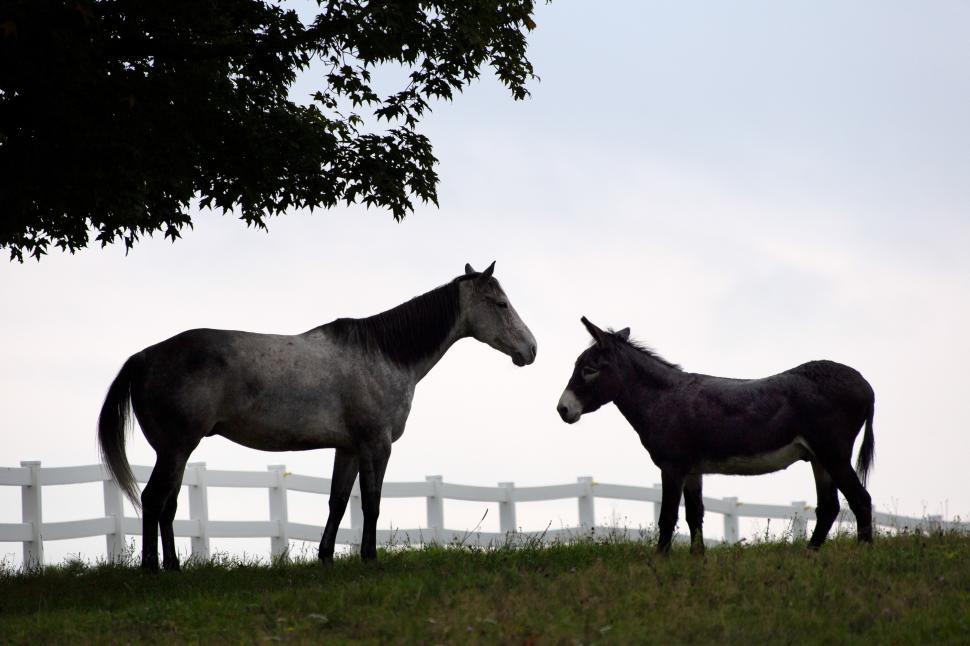 Free Image of Two horses standing on grass 