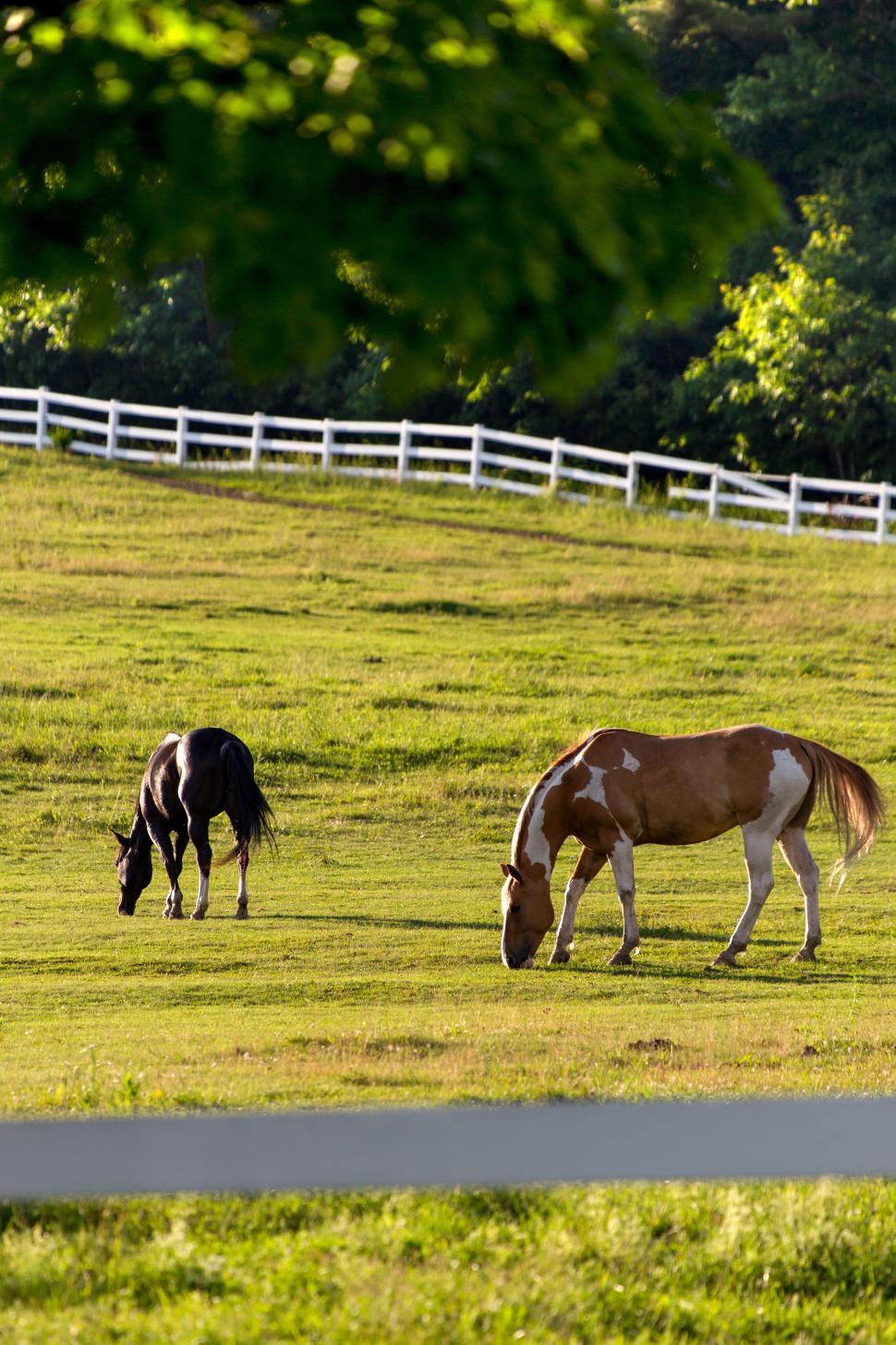 Free Image of Horses grazing in a field 