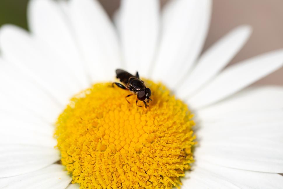 Free Image of A black insect on a white flower 