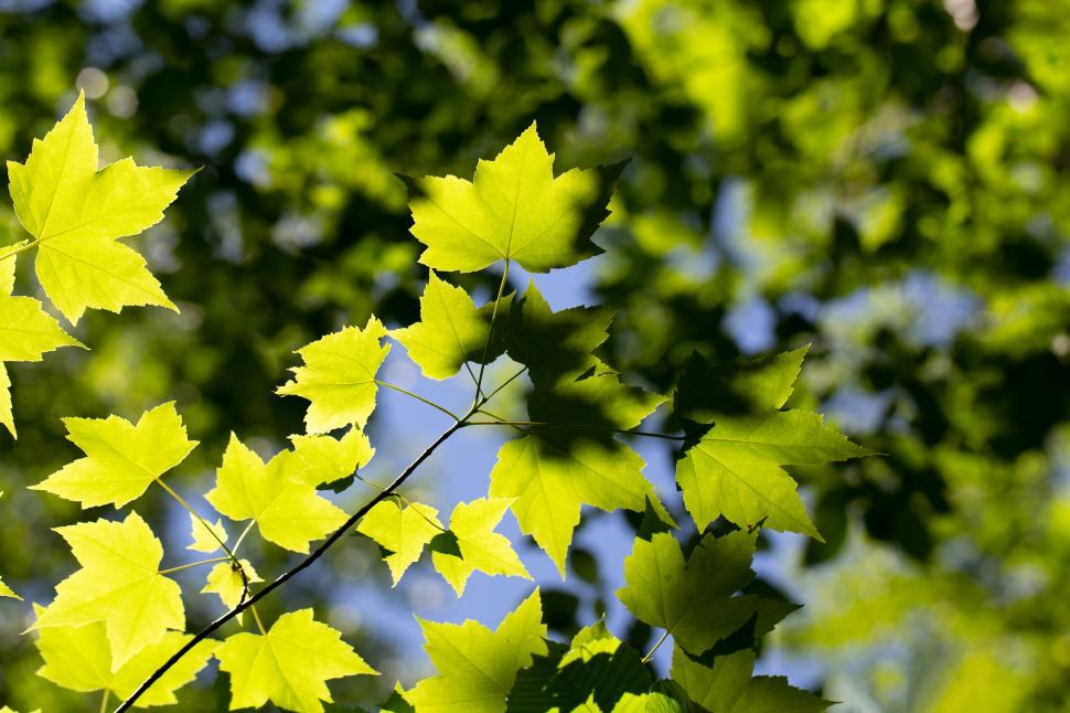 Free Image of A close up of leaves 