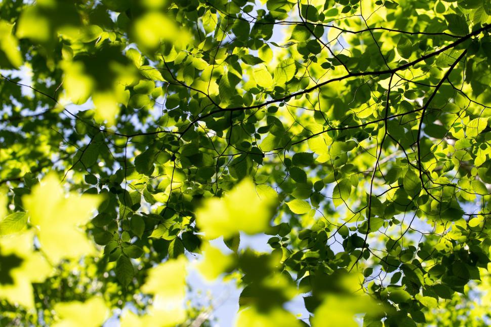 Free Image of A tree branches with green leaves 
