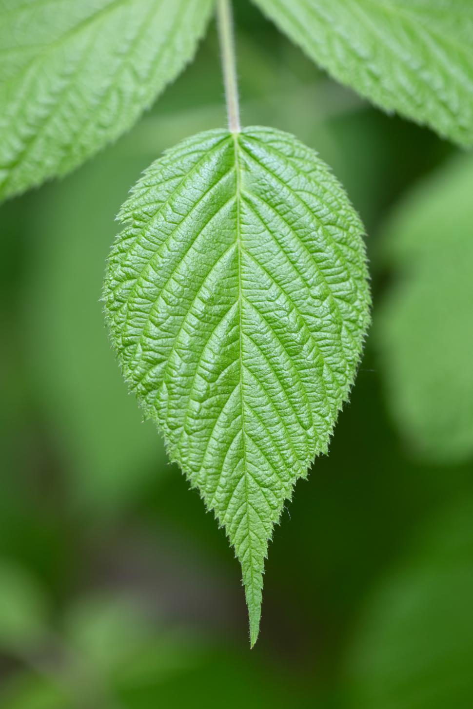 Free Image of A close up of a leaf 