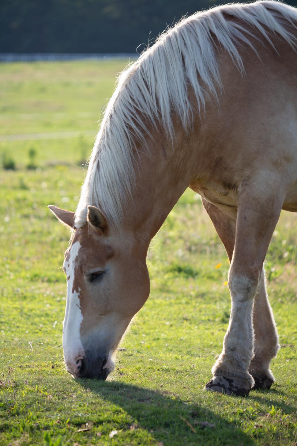 Free Image of A horse eating grass in a field 