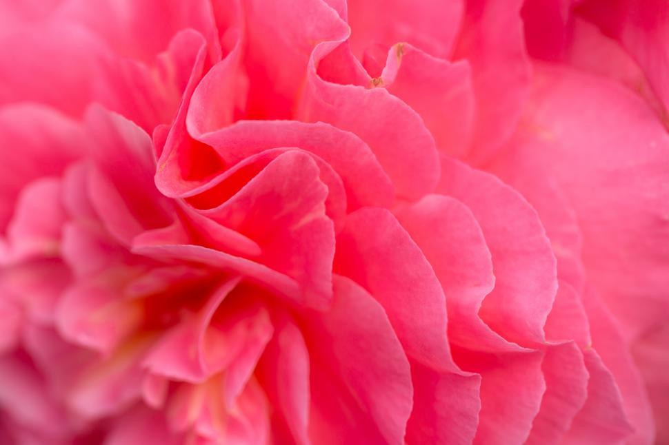 Free Image of A close up of a pink flower 