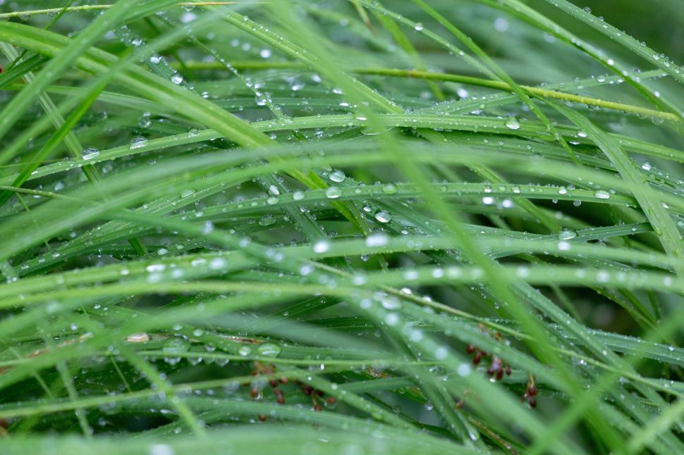 Free Image of Close up of water droplets on grass 