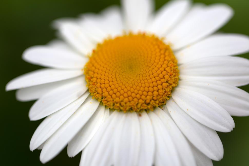 Free Image of A close up of a white and yellow flower 