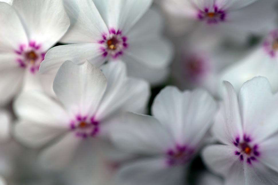 Free Image of A group of white flowers 