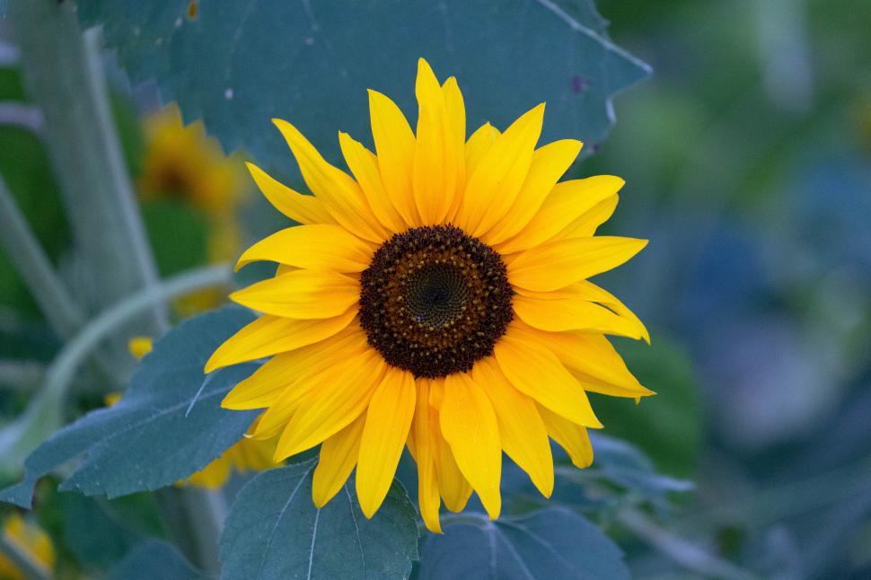 Free Image of A yellow sunflower with green leaves 