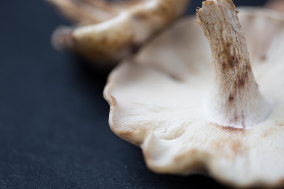 Free Image of Close up of a mushroom 