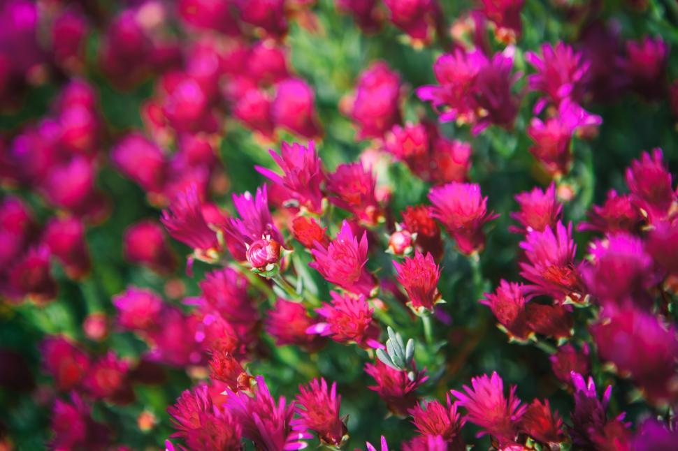 Free Image of A group of pink flowers 
