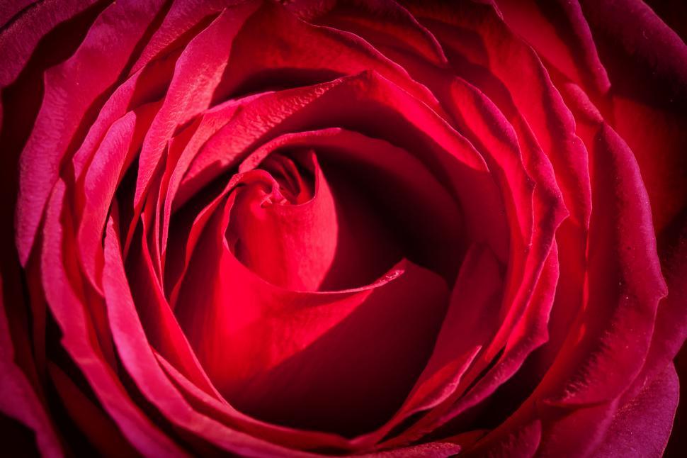 Free Image of A close up of a rose 