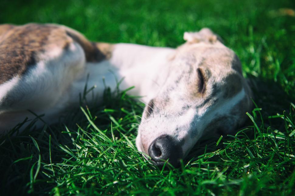 Free Image of A dog lying in the grass 