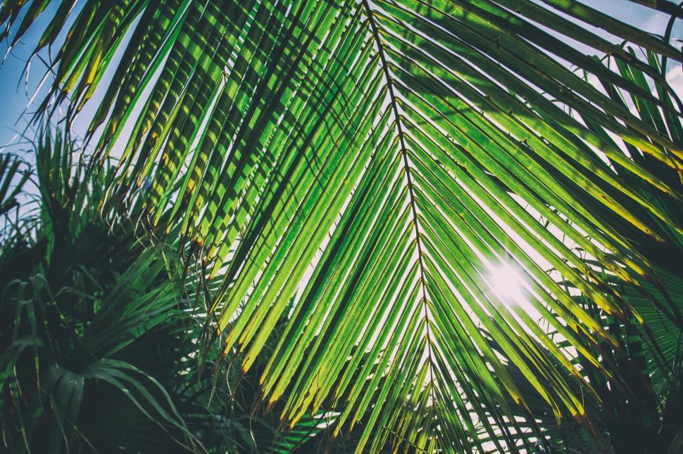 Free Image of A palm tree leaves with the sun shining through 